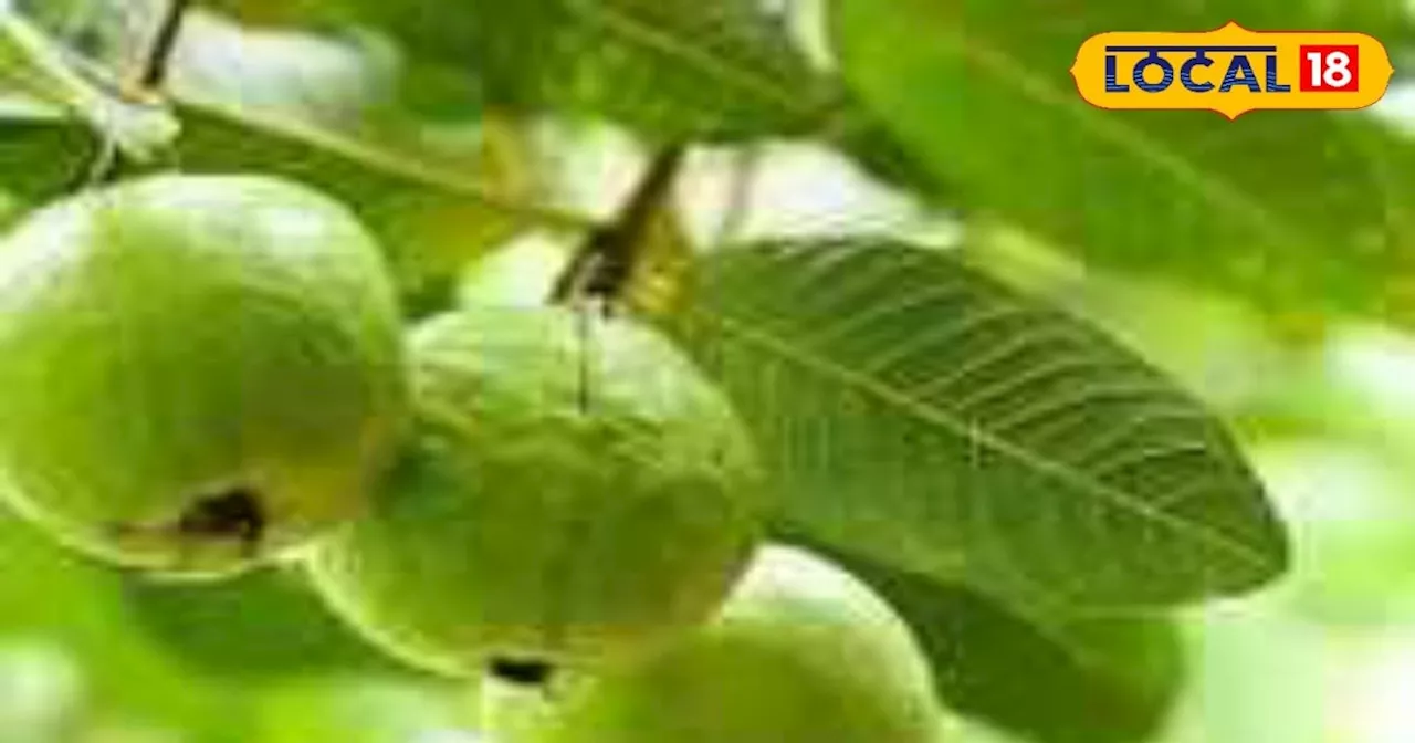 Guava Farming: किसान अमरूद की करें खेती, एक साल में ऐसे होगी 24 लाख की कमाई