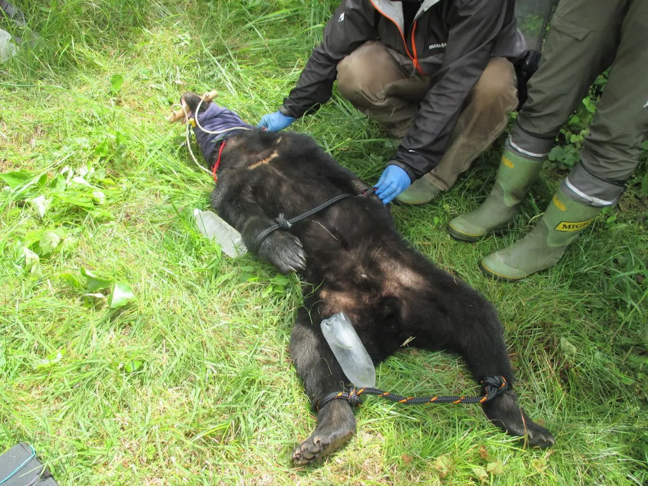 ニホンジカのわなにツキノワグマかかる 民家までの距離600メートル “人の怖さ学ばせ”･･･山林へ放獣 三重・紀北町｜日テレNEWS NNN