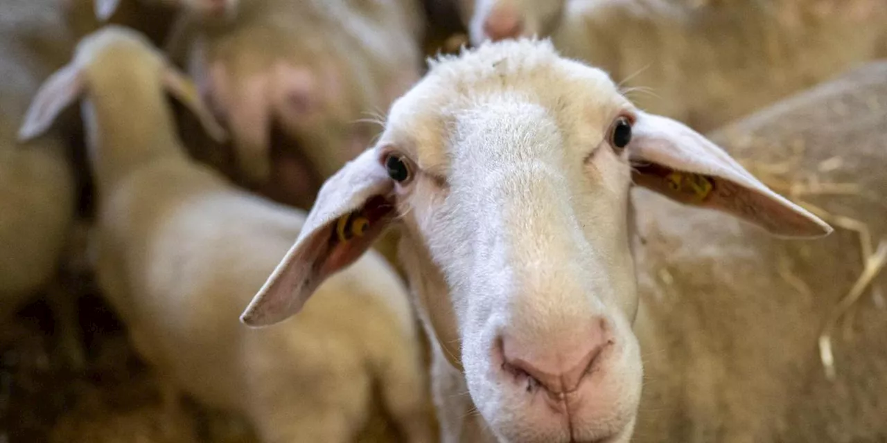 Schaf steckte in Ansbach im Schlamm fest: Polizei und Tierarzt eilen zur Hilfe