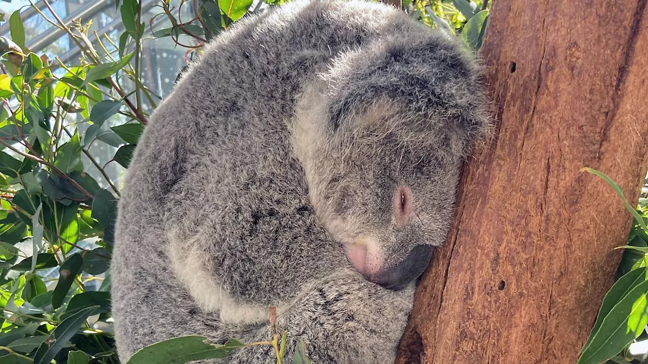 Kuscheln mit Koalas: Tierpark in Australien schließt sich Verbot an