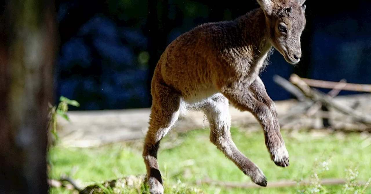 Elegant und aufgeweckt: Vier Tier-Babys locken in den Tierpark Olderdissen