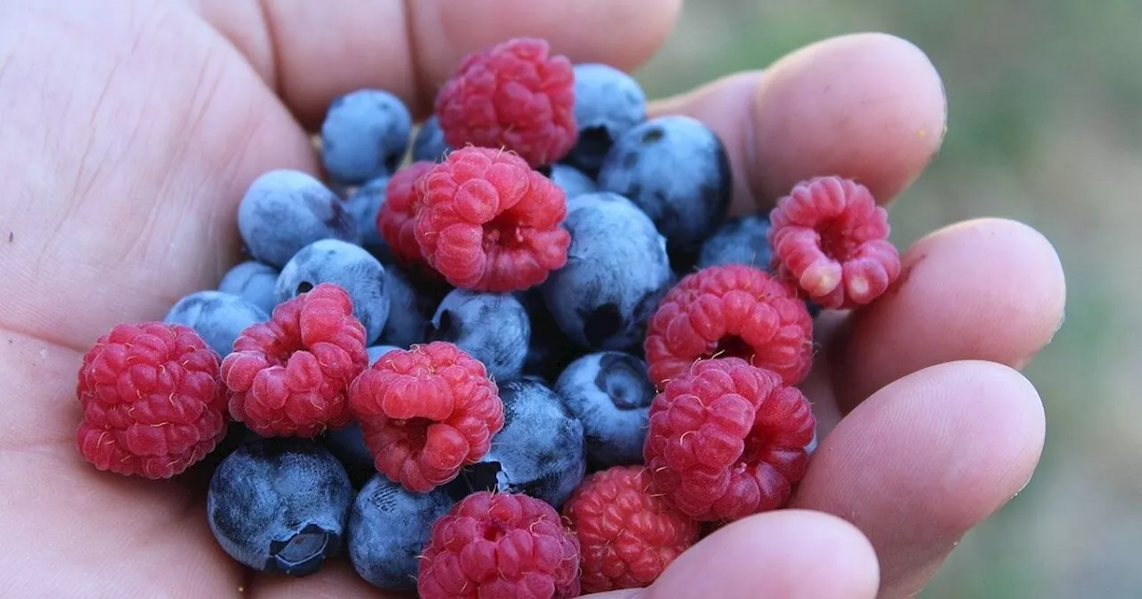 Himbeeren und Heidelbeeren pflücken: Das sind die Felder in OWL im Überblick