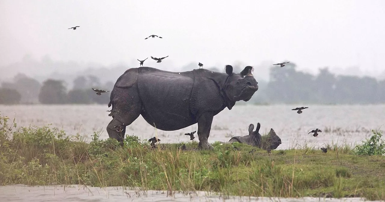 Monsun-Regen: Panzernashörner sterben in Nationalpark