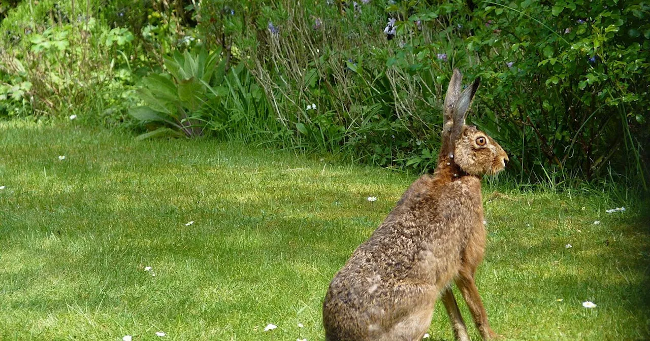 Wildtiere in der Stadt: Feldhasen in Herforder Garten entdeckt