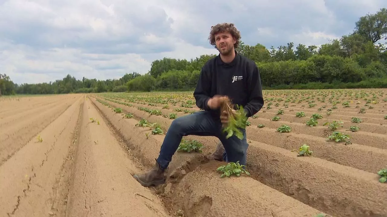 Boeren kopje onder: tientallen miljoenen euro's schade door vele regen