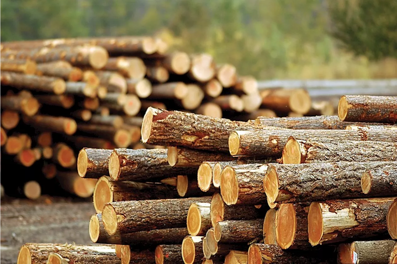 Conservation North hosts webinar to express concerns over salvage logging