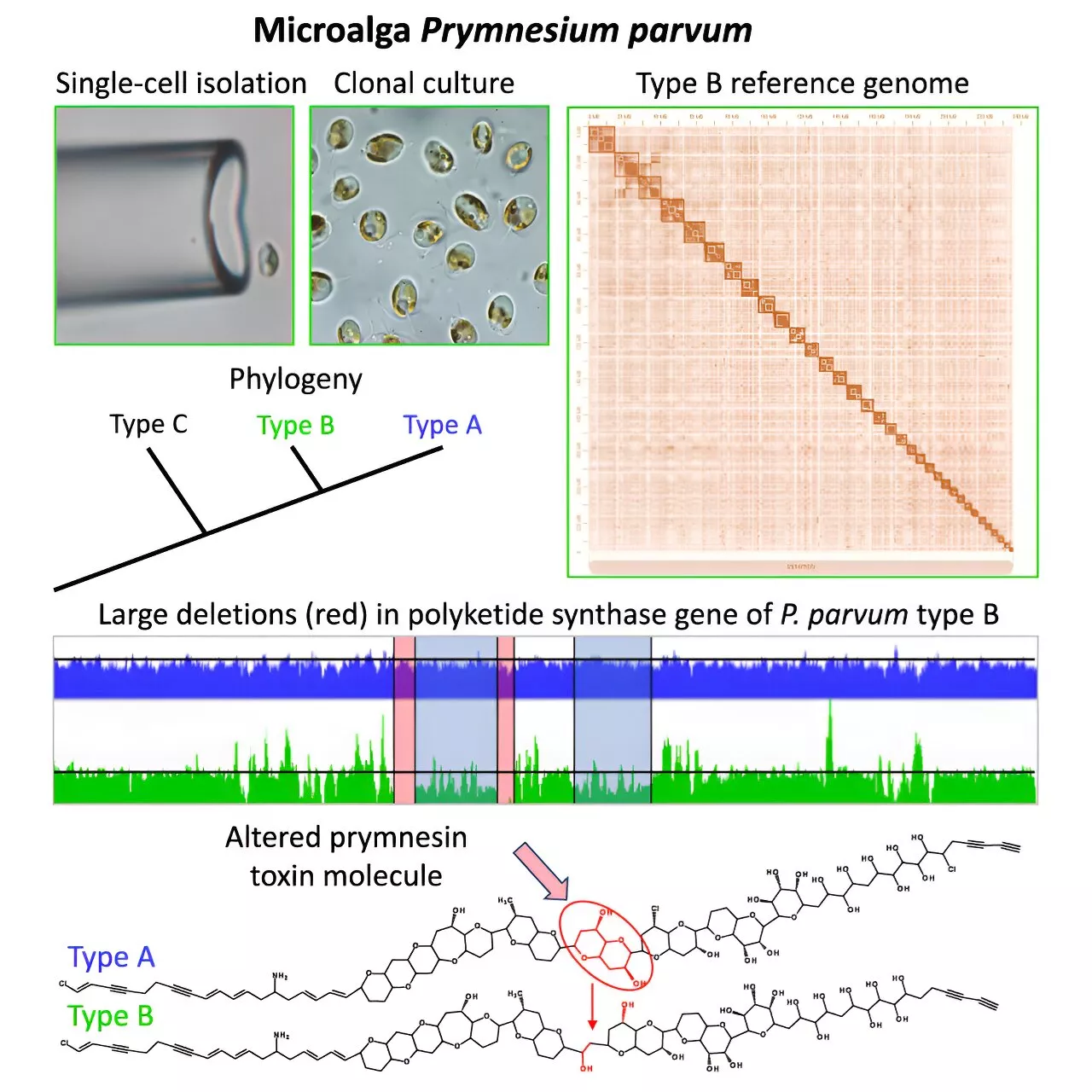 Complete genome and toxin genes of the microalgae from the Oder River disaster decoded