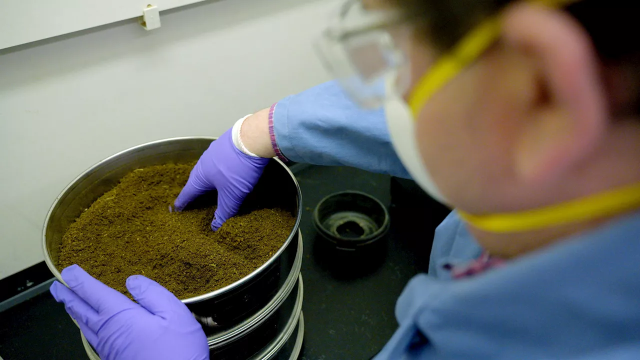 New hemp reference material will help ensure accurate cannabis measurements