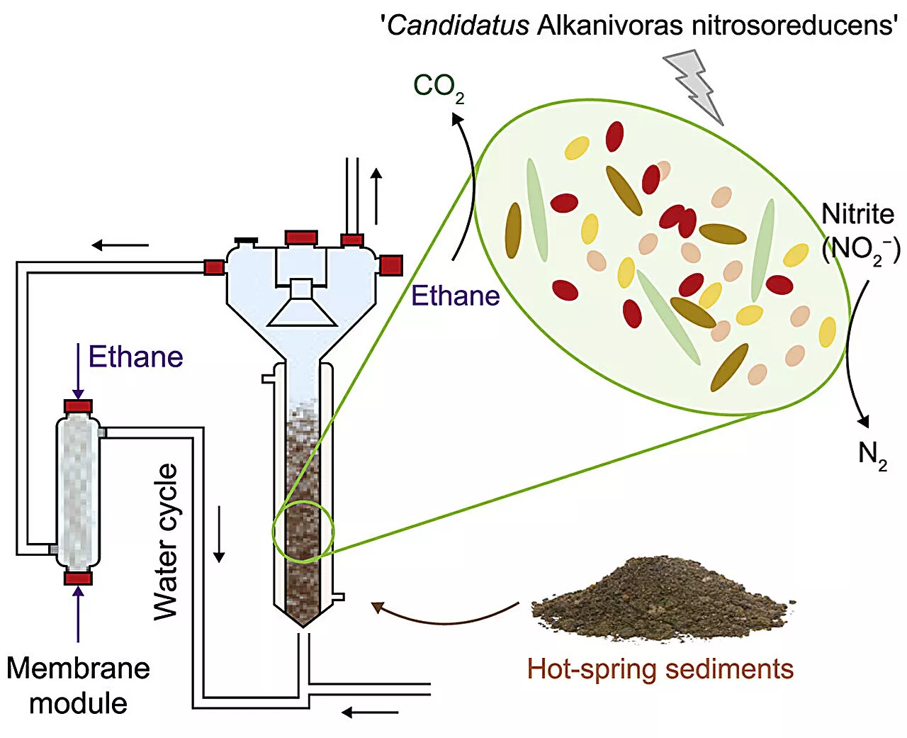 Study finds nitrite-driven anaerobic ethane oxidation in microbial cultures