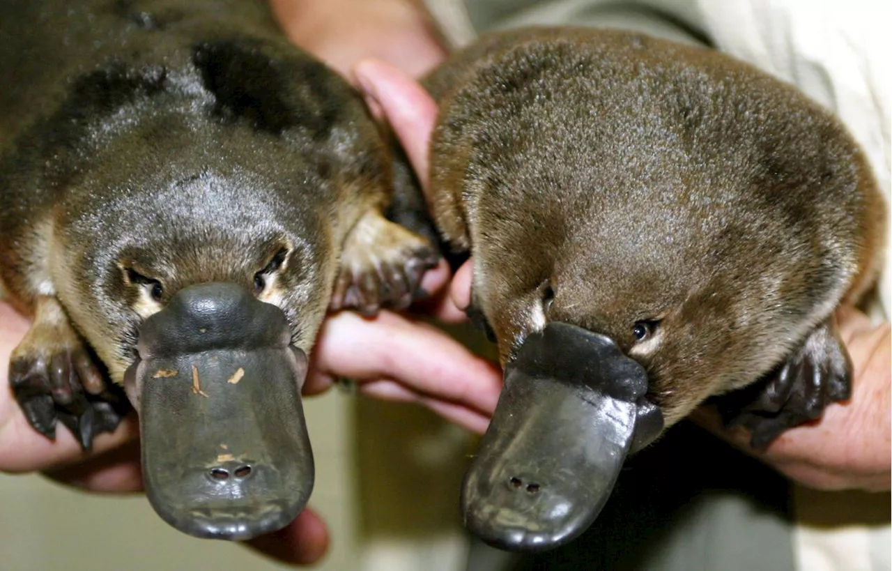 QuickCheck: Is it true that platypuses do not have stomachs?