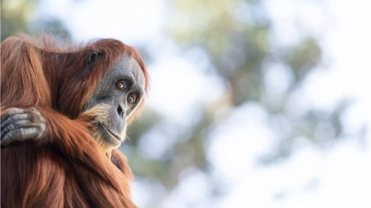 Viral Berukuran Raksasa Nyaris Sebesar Rumah di Kalimantan, Ini Fakta-fakta Orang Utan yang Habitatnya Rusak