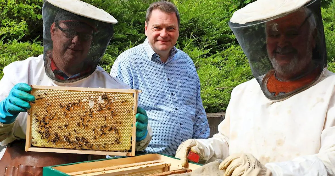 Die Stadt Sulzbach hat ein eigenes Bienenvolk hinter dem Rathaus