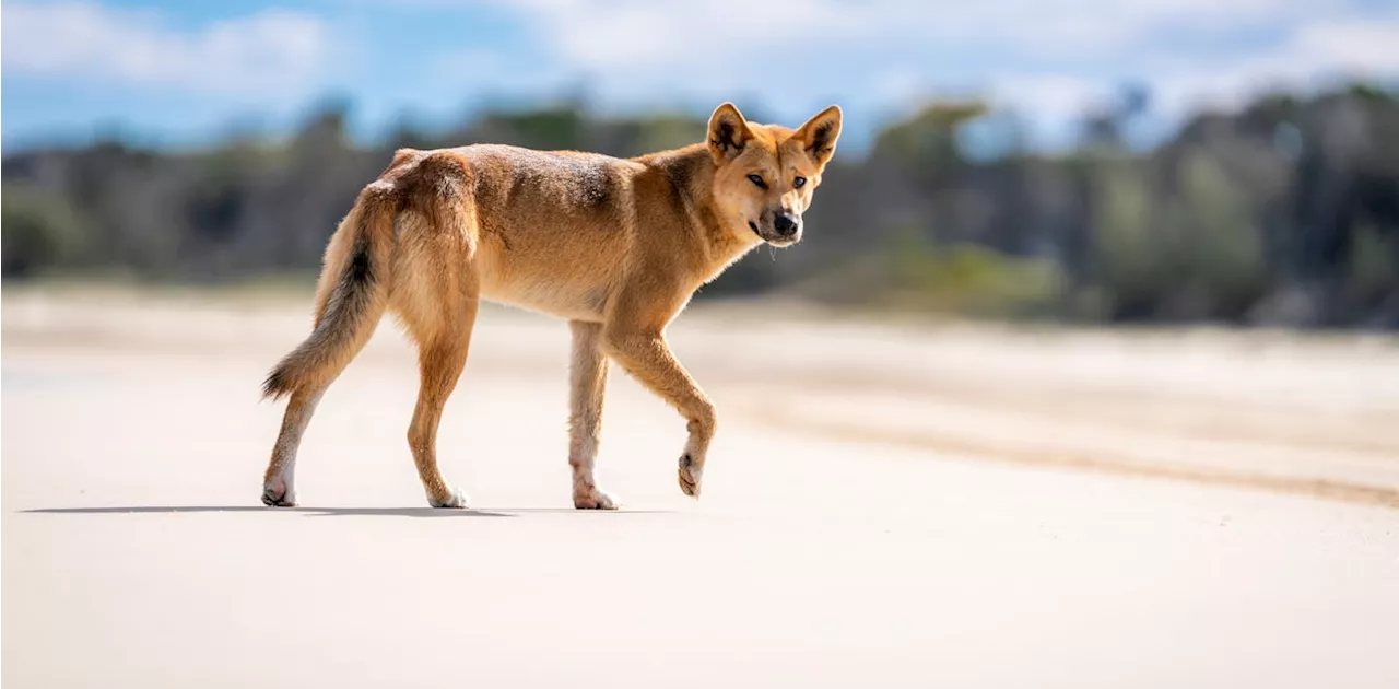 What were dingoes like before the European invasion? Centuries-old DNA reveals a surprising history