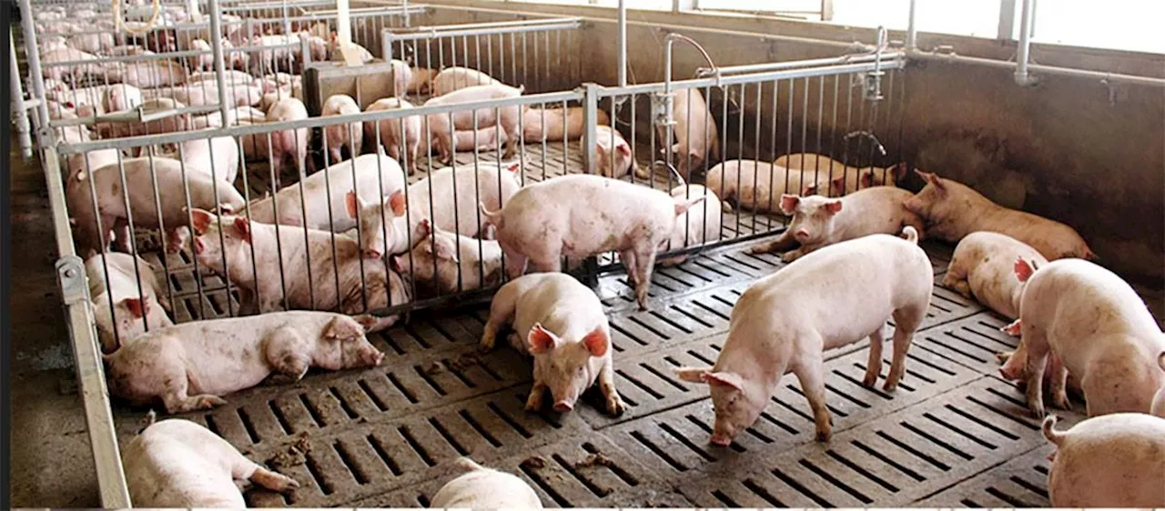 Combating African swine fever through community engagement and strategic communication