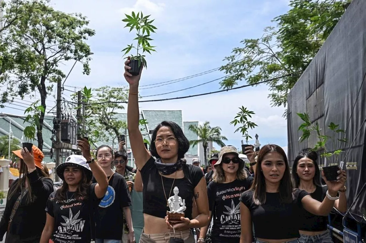 Thai cannabis advocates protest proposed ban