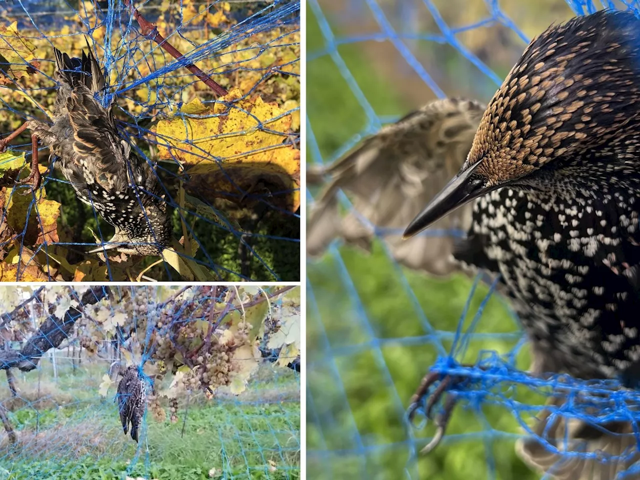 Bregenzer Winzer heute vor Gericht: Vögel in Rebnetzen verendet