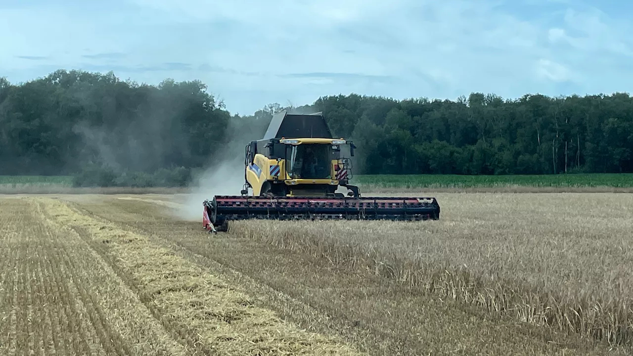 Vor dem nächsten Gewitterschauer: Landwirte im Ernte-Stress