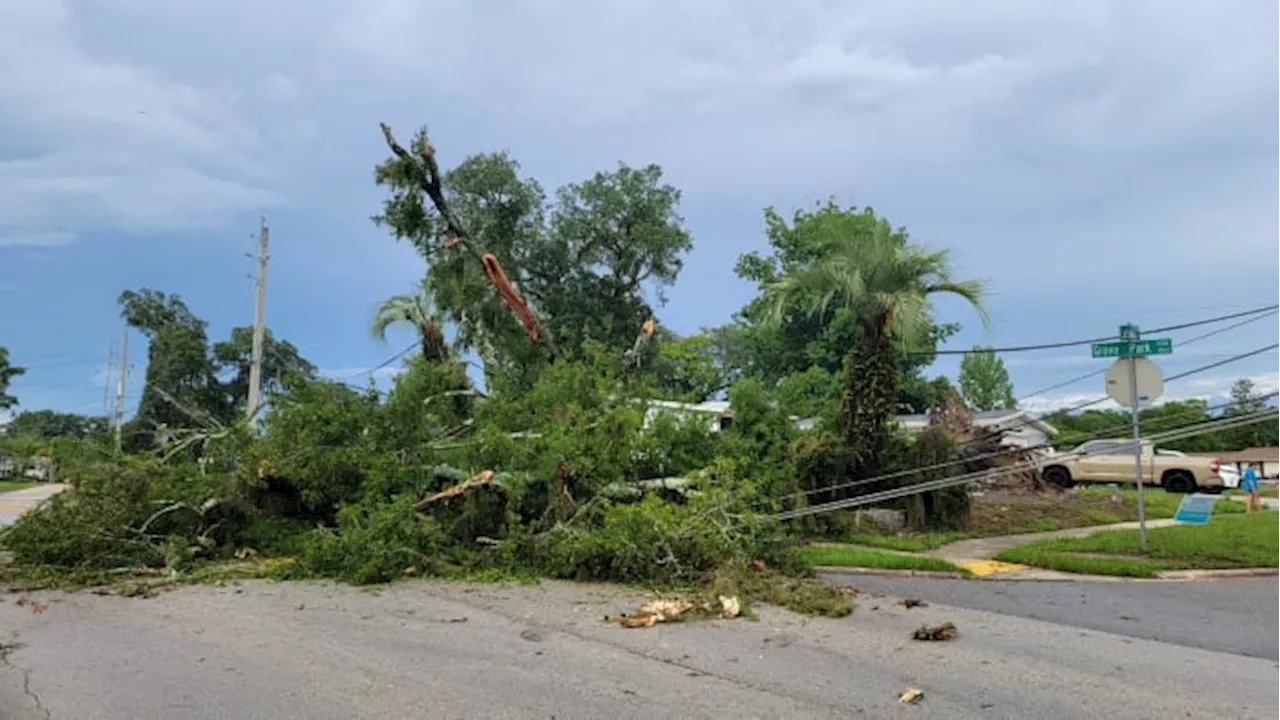 What causes trees to uproot during a bad storm