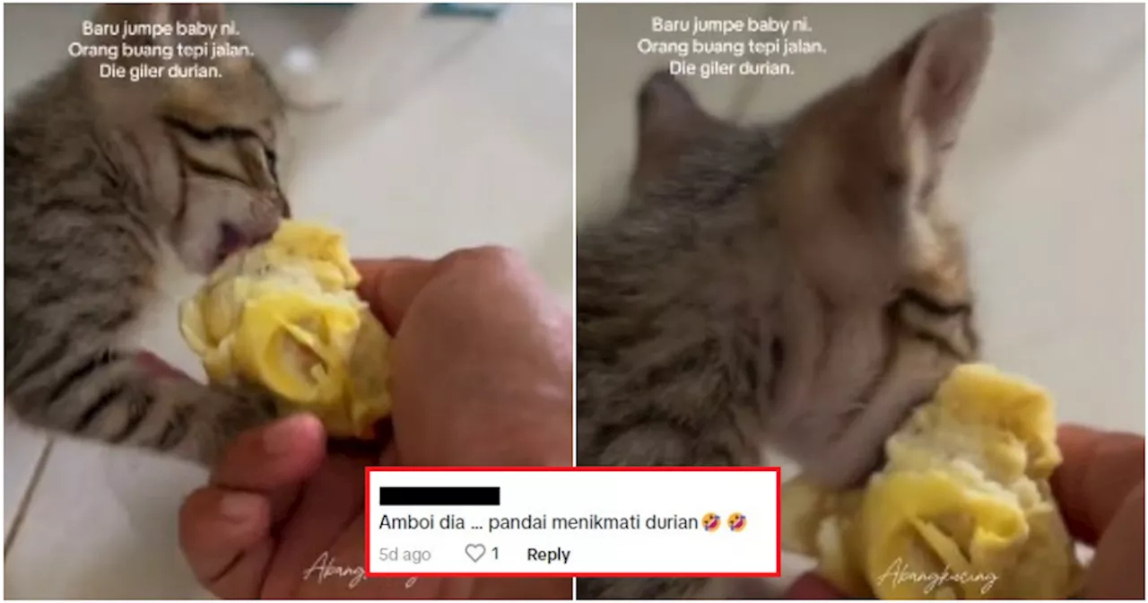  Cat Devours Durian Like a True M'sian & Prefers it Over Cat Food!