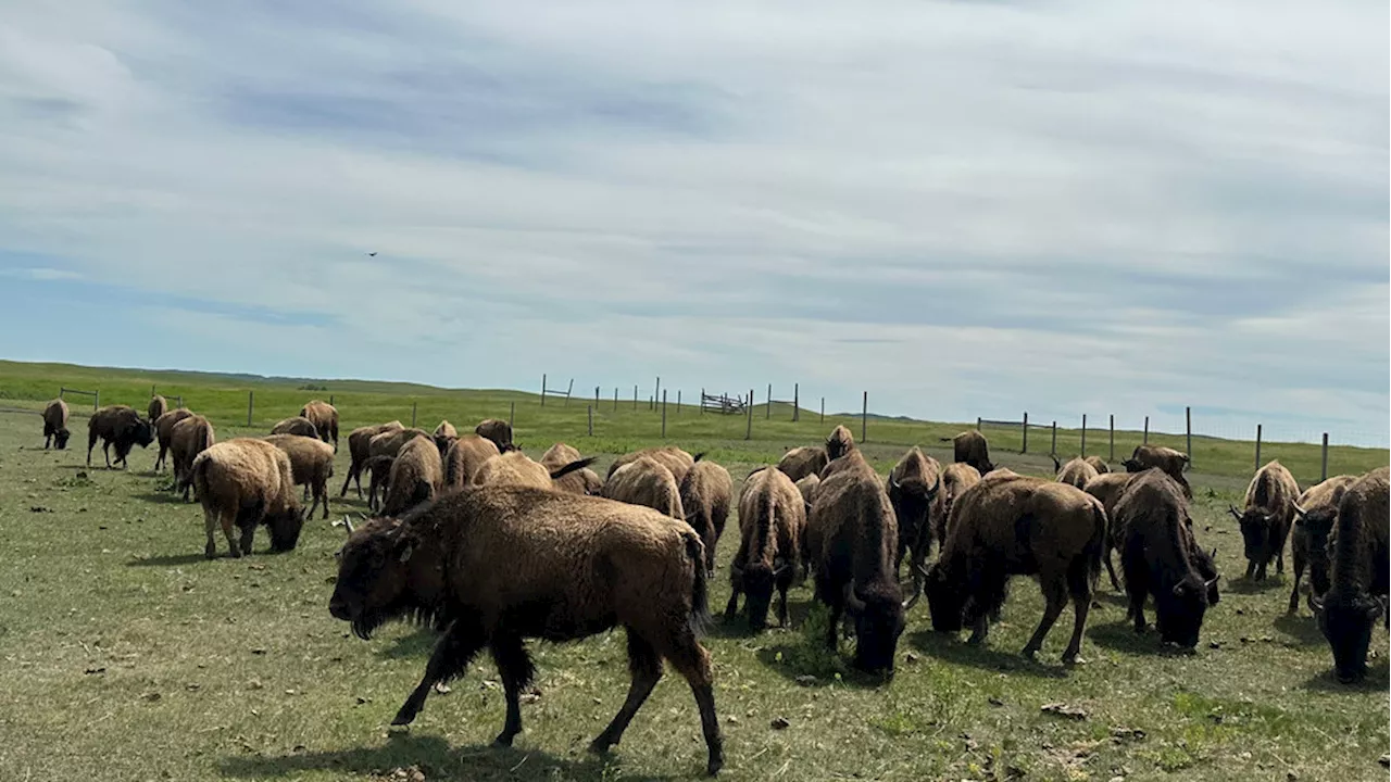 More than 70 bison relocated to Cheyenne River Sioux Reservation from The Wilds