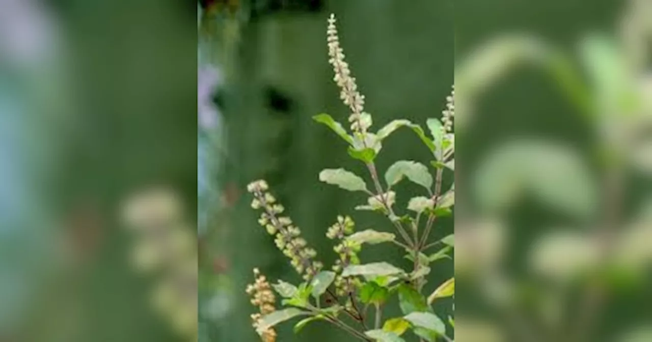 तुलसी में दिखे ये संकेत तो समझ लें जल्द शुरू होने वाले हैं अच्छे दिन