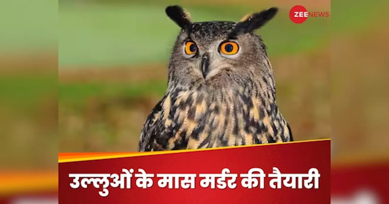 Owl Killing: जल्द ही 450,000 उल्लुओं को मार देगा दुनिया का ये विकसित देश, जानिए क्या है इस बेरहमी की वजह