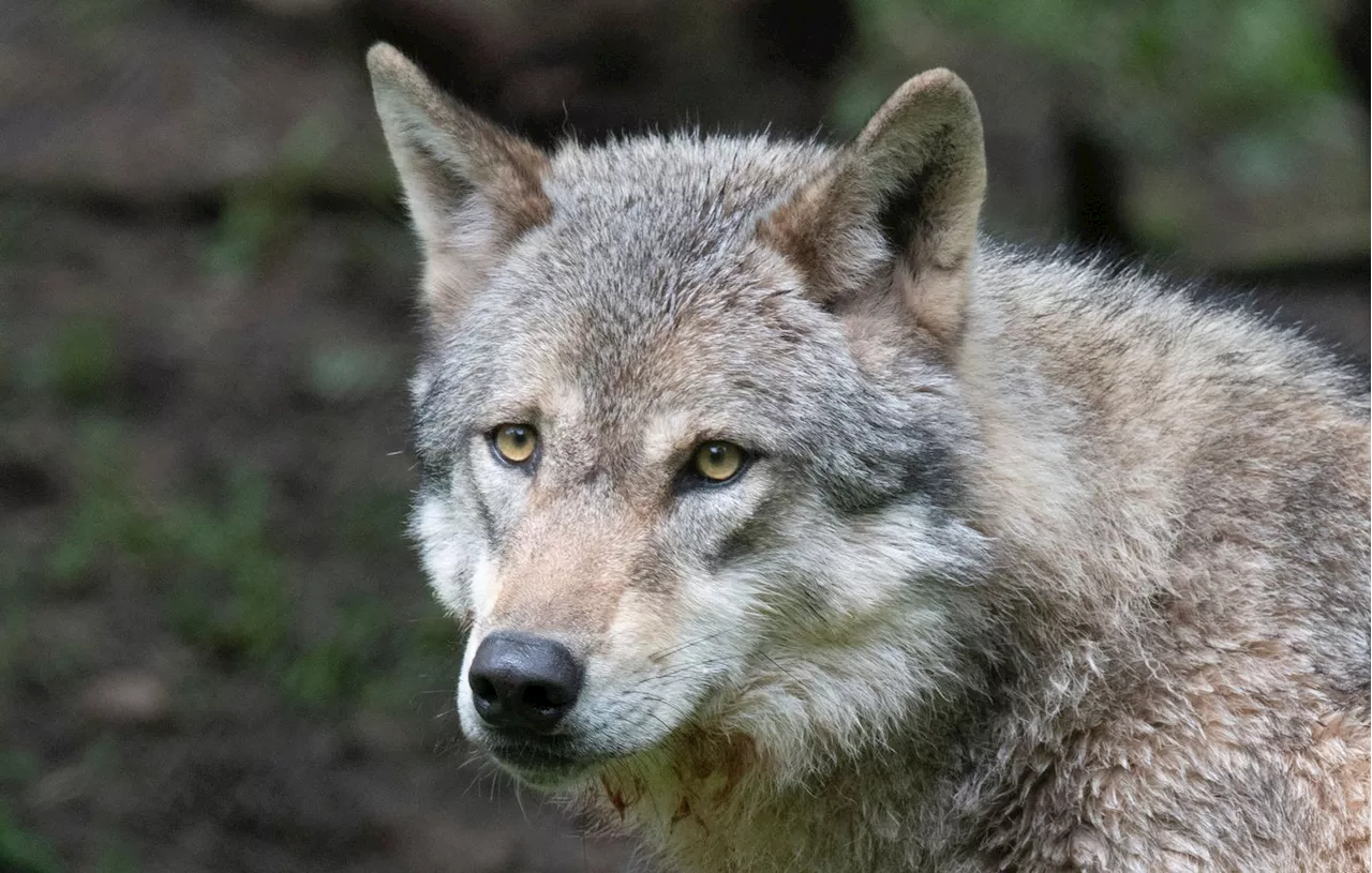 Aveyron : Un éleveur tue un loup par un « tir de défense » autorisé