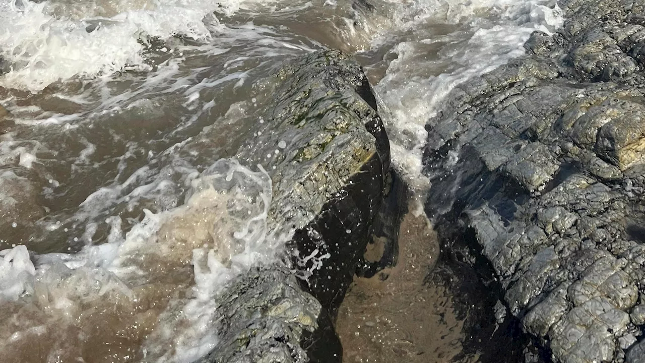 Sea lions are stranding themselves on California's coast with signs of poisoning by harmful algae