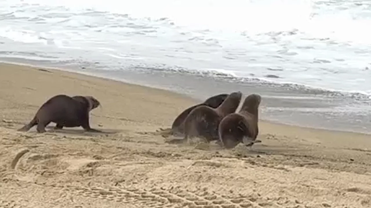 Four rehabilitated sea lions released back into the ocean in Redondo Beach