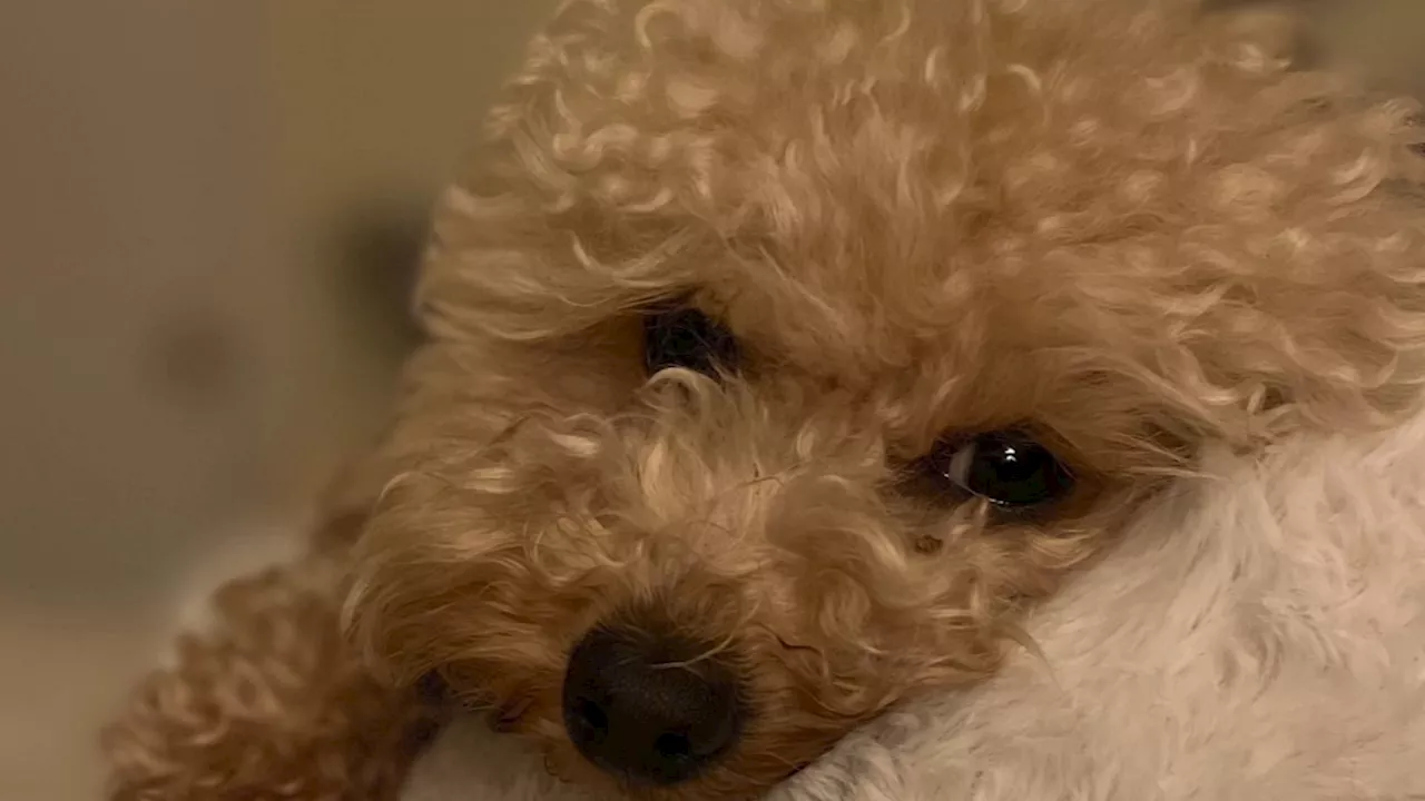 EXCLUSIVE: Toy poodle named Papaya mauled to death by larger dog in San Francisco