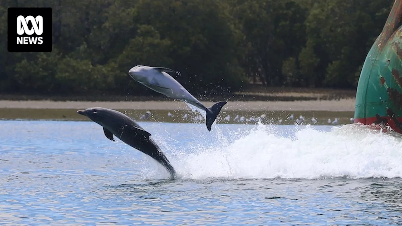 Adelaide Dolphin Sanctuary 'stabilised' two years after mysterious emaciation and deaths