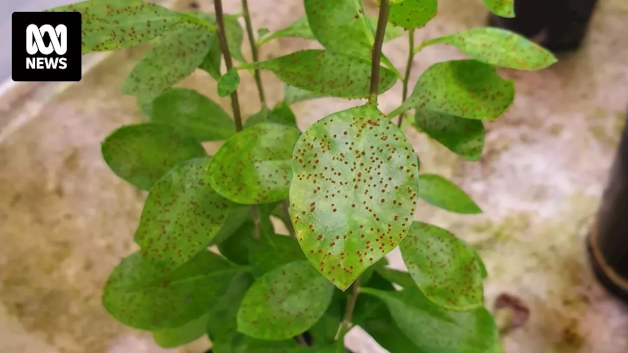 CSIRO introduces biocontrol fungus to reduce spread of African boxthorn plant