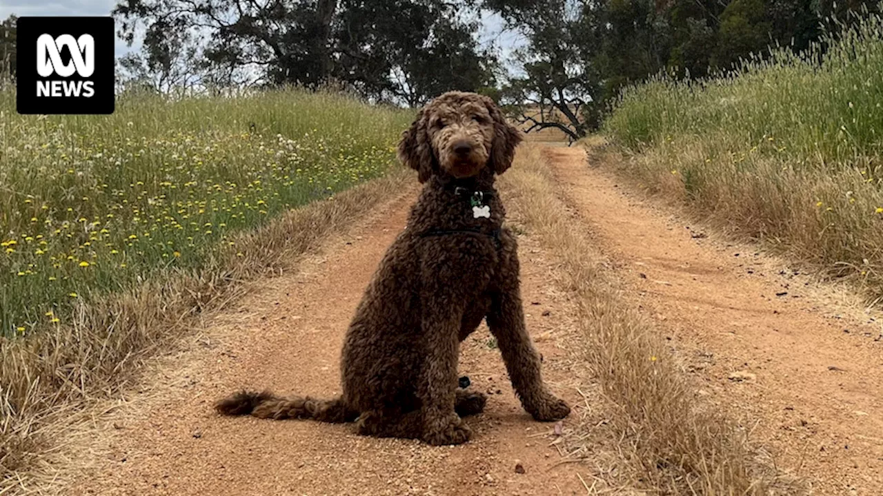 Dog owners consider legal action after Tasmanian Labradoodles shut down following overbreeding allegations