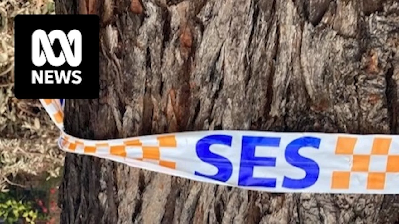 Two people killed near Manjimup in southern Western Australia after falling tree hits their car