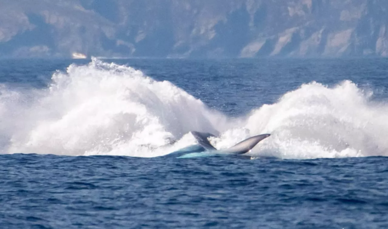 Près de Perpignan, ils assistent à un spectacle grandiose lors d'une sortie en mer