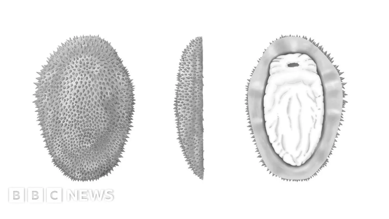 Half-a-billion-year-old slug reveals mollusc origins