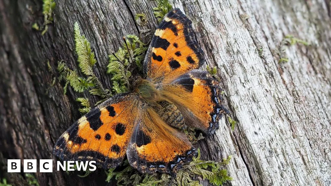Kent: Butterfly 'extinct' for 60 years now breeding in woodland