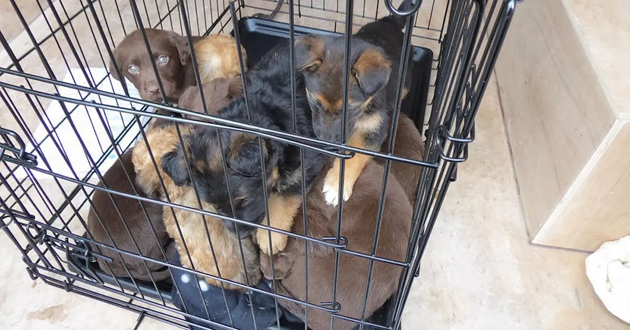 Woman banned from owning animals for 10 years after puppies found at Larne port