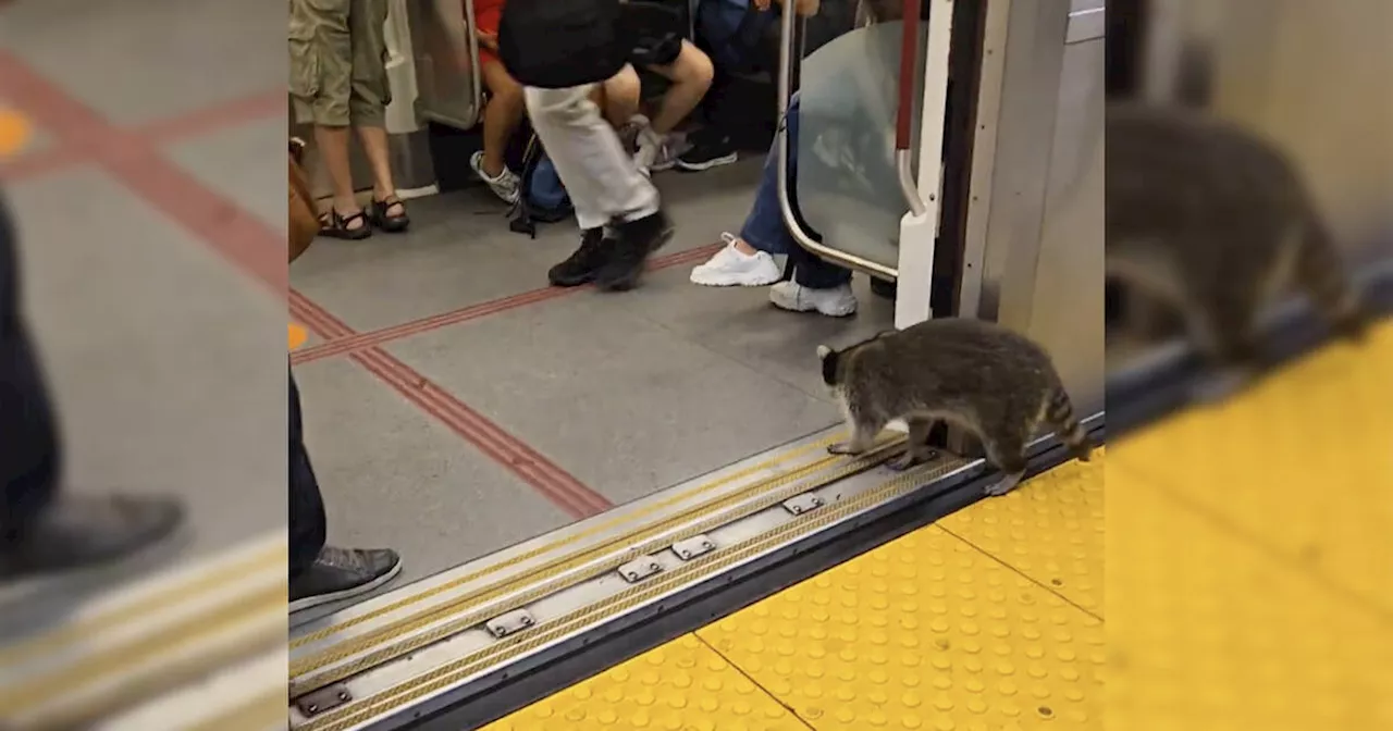 Cute raccoon seen boarding busy TTC subway but people are warning about disease