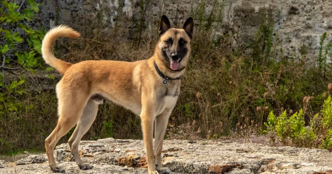 Polizeihund Jango findet vermisste 99-Jährige in Urnäsch