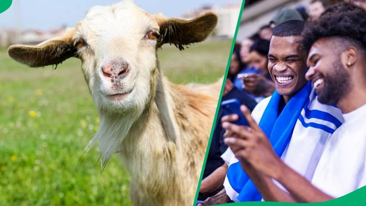 Video Captures Gen Z Trying Content With Animals, Netizens Entertained: “I Can’t Stop Laughing Hle”