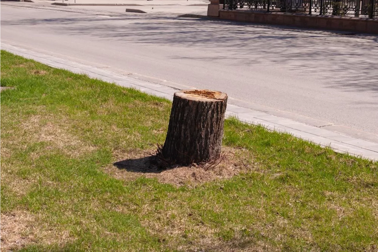 Burnaby council concerned about developers cutting down trees, evading bylaws