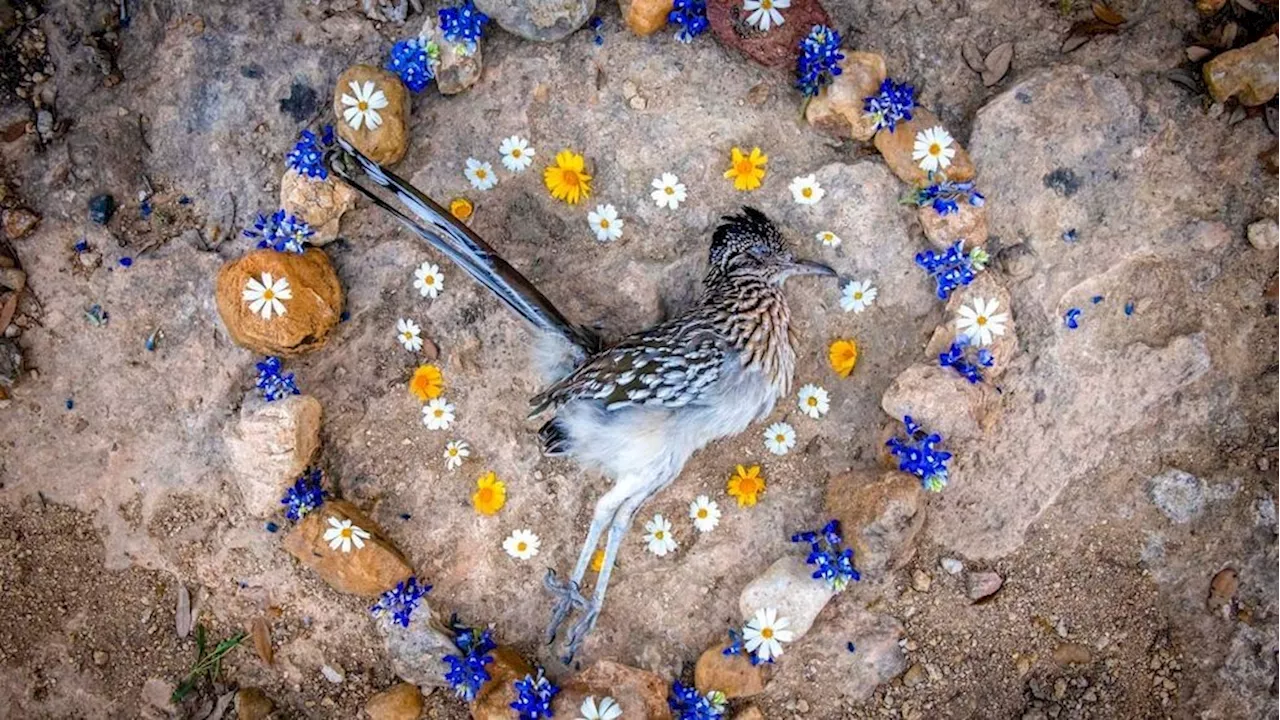 #TBT: Austin professor & conservationist honors roadkill to foster environmental empathy