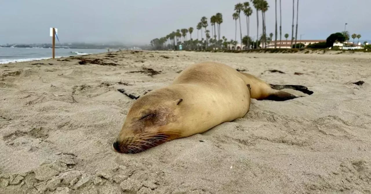 Sea lions sick with domoic acid poisoning rescued from Ventura and