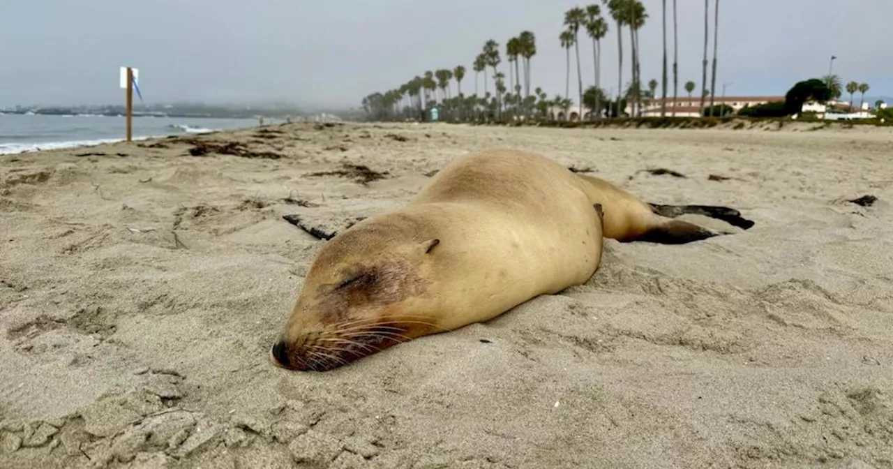 Sea lions sick with domoic acid poisoning rescued from Ventura and Santa Barbara beaches