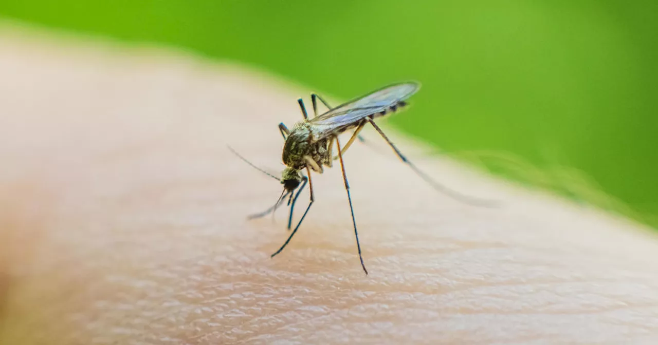 3 New Jersey residents test positive for West Nile Virus, officials say