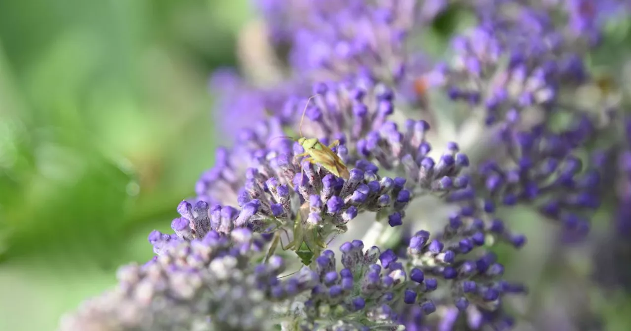 Experts issue urgent warning over shocking decline of this insect in UK gardens