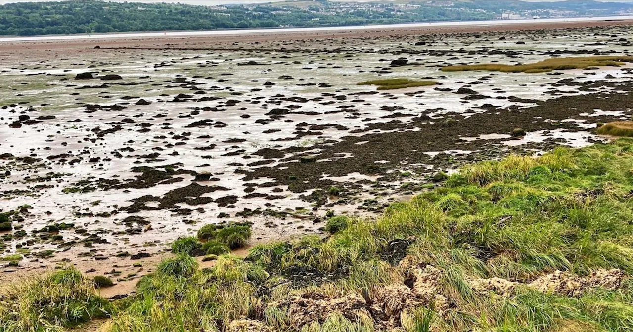 SEPA confirm waste on Dumbarton beach is naturally occurring seaweed