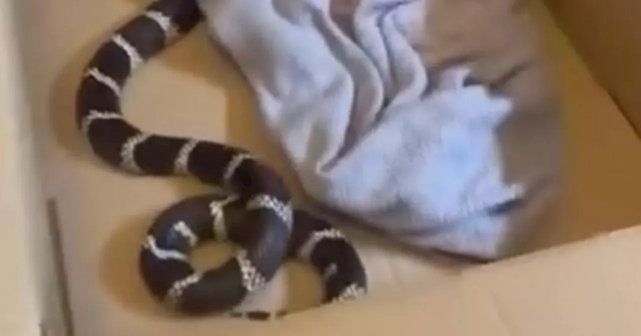 Terrified Scots students discover massive snake slithering across kitchen floor