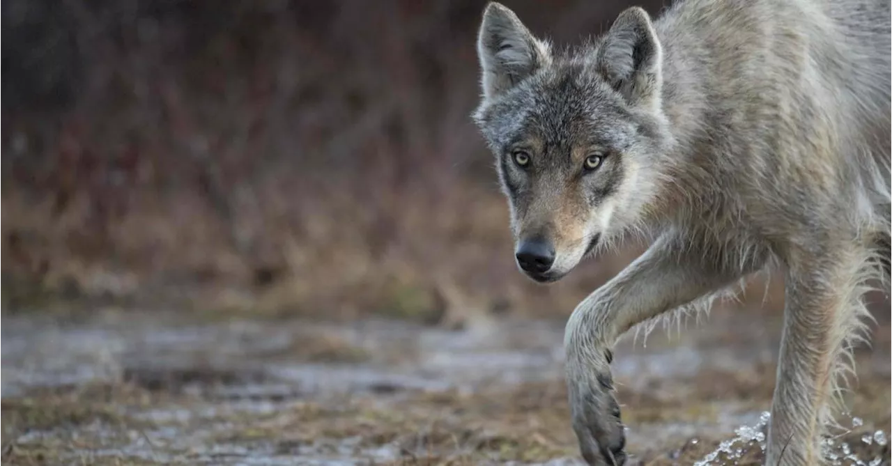 Wolf greift Menschen an: Kinder sollen nicht in den Wald